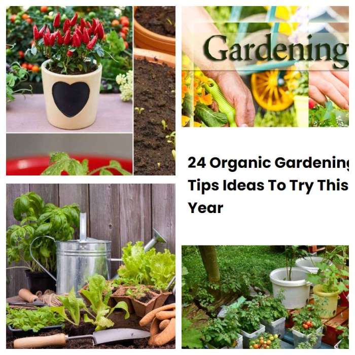 Teknik Berkebun Organik Panduan Lengkap