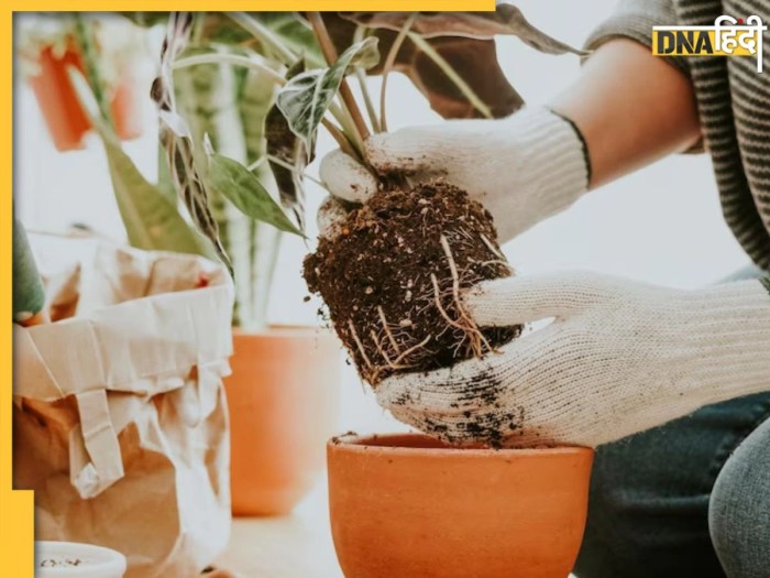 Gardening Tips