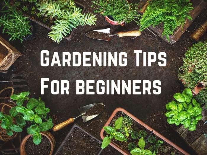 Gardening Tips Panduan Berkebun Sukses