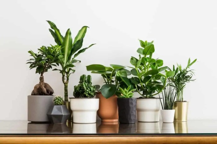 Eco-friendly Plant Care Berkebun Ramah Lingkungan