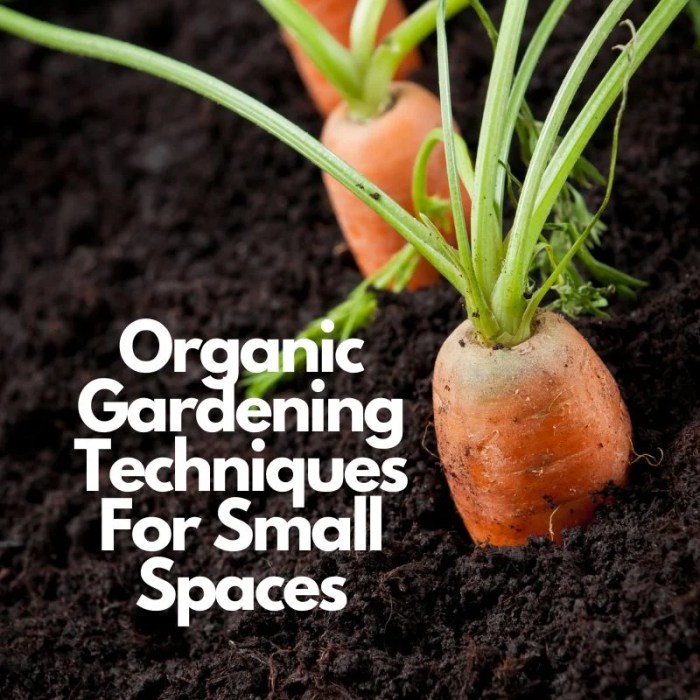 Organic garden gardening start