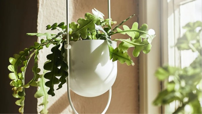 Ide Pot Gantung untuk Kamar Minimalis