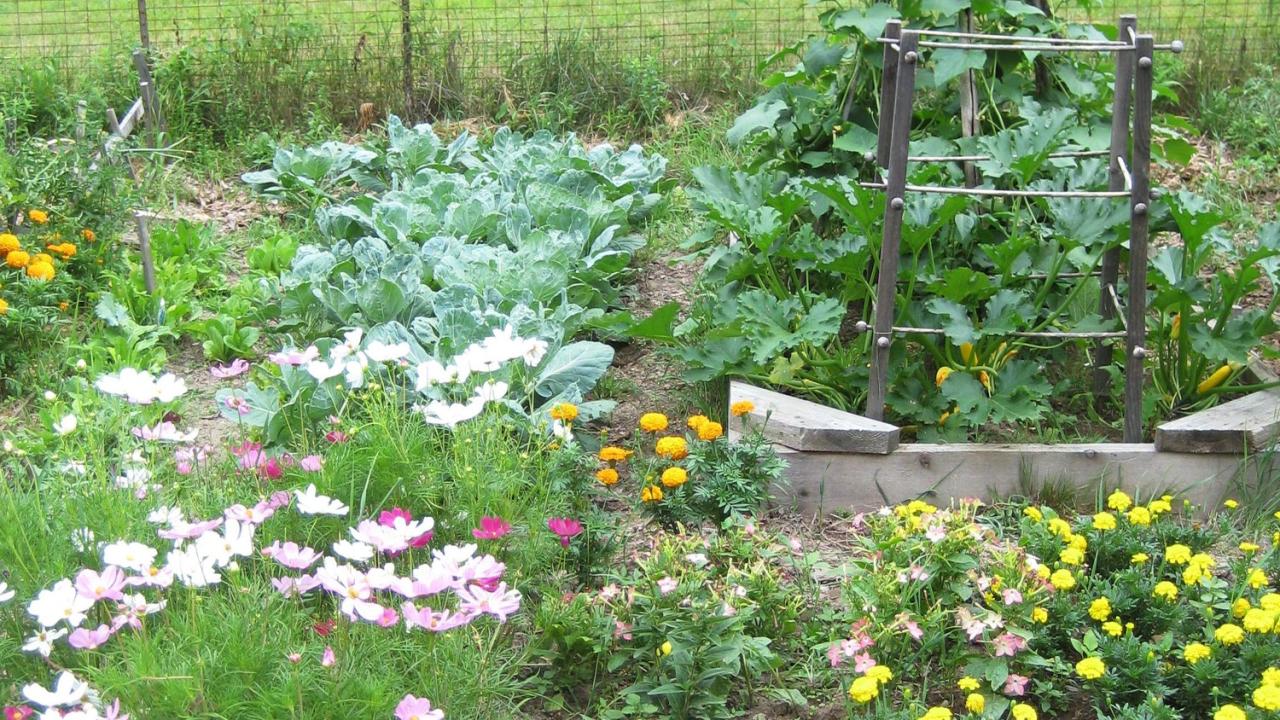 Organic gardening tips